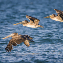Brown Pelicans in Flight-01