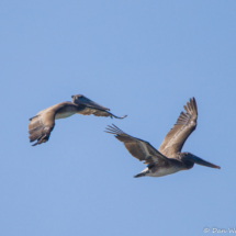 Brown Pelicans in Flight-02