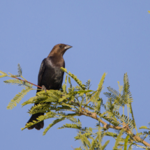Brown-headed Cowbird-01