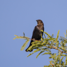Brown-headed Cowbird-02