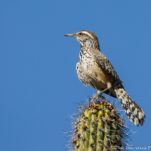 Cactus Wren-01