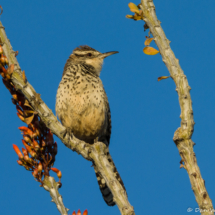 Cactus Wren-03