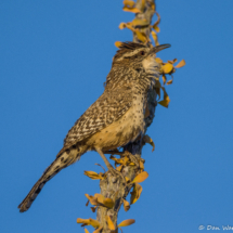 Cactus Wren-05