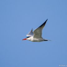 Caspian Tern-01