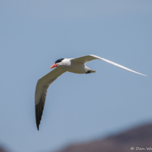 Caspian Tern in Flight-01
