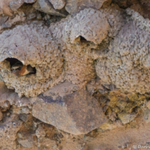 Cliff Swallow in Nest-01
