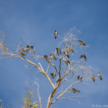 Cliff Swallows Preening in a Tree-01