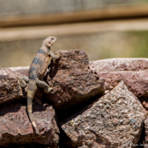 Common Chuckwalla-01