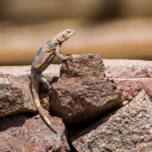 Common Chuckwalla-02