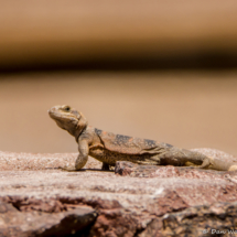 Common Chuckwalla-03