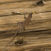Common Side-Blotched Lizard-01