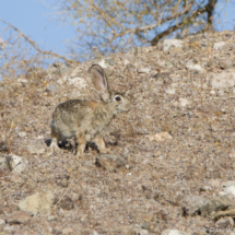 Cottontail Rabbit-04