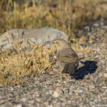 Curve-billed Thrasher-01
