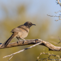 Curve-billed Thrasher-02