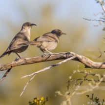 Curve-billed Thrashers-01