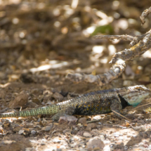 Desert Spiny Lizard-05