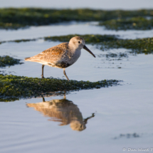 Dunlin-01