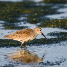 Dunlin-02