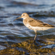 Dunlin-04