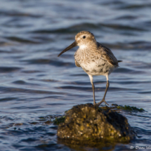 Dunlin-05