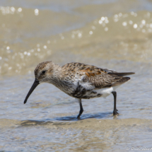 Dunlin-07