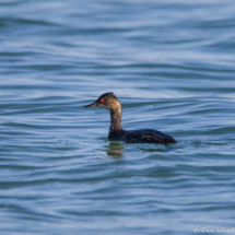 Eared Grebe-01