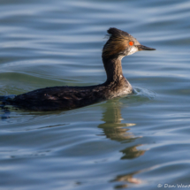 Eared Grebe-02