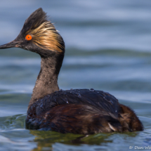 Eared Grebe-02