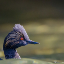 Eared Grebe Head-01