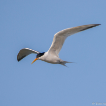 Elegant Tern-01