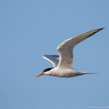 Elegant Tern-02