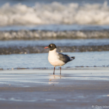 Franklin's Gull-01