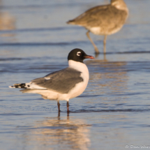 Franklin's Gull-03