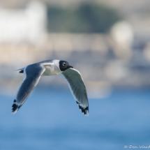 Franklin's Gull in Flight-02