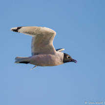 Franklin's Gull in Flight-03