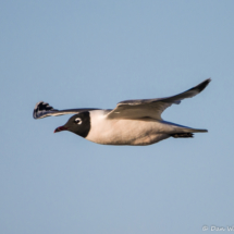 Franklin's Gull in Flight-07