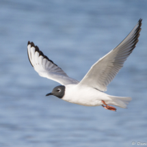 Franklin's Gull in Flight-08