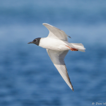 Franklin's Gull in Flight-09