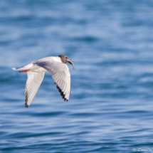 Franklin's Gull with Fish-01