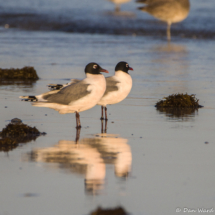 Franklin's Gulls-03