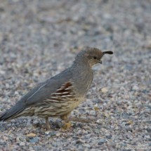 Gambel's Quail-Female-01
