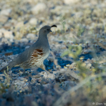 Gambel's Quail-Female-01