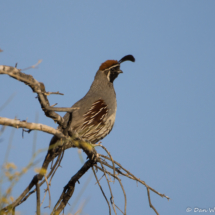 Gambel's Quail-Male-02