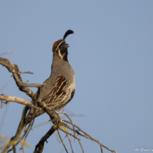 Gambel's Quail-Male-03