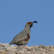 Gambel's Quail-Male-05