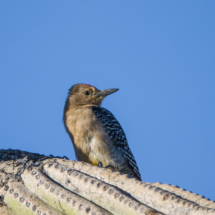 Gila Woodpecker-03