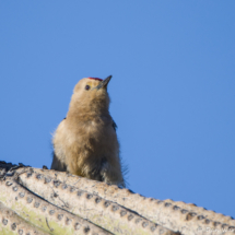 Gila Woodpecker-04