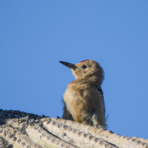 Gila Woodpecker-05