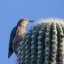 Gila Woodpecker-07