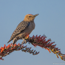 Gila Woodpecker-10
